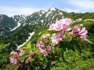 前杁差岳 タニウツギ