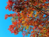 IMG_1609