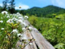 木道わきのワタスゲ