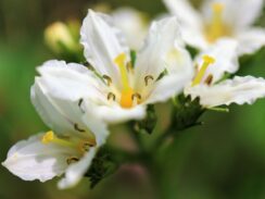 小松原湿原 イワイチョウ