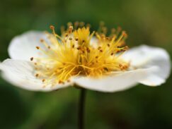 小松原湿原 チングルマ