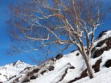 焼山 ダケカンバ